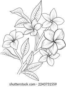 Vector illustration of a beautiful frangipani flower bouquet, hand-drawn coloring book of artistic, blossom flowers narcissus isolated on white background, sketch art leaf branch botanic collection.