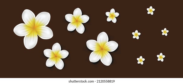 Vector illustration of beautiful  Frangipani flowers or Plumeria Rubra flowers isolated on brown background. used as spa element, floral wallpaper, poster, print, postcards and stickers.