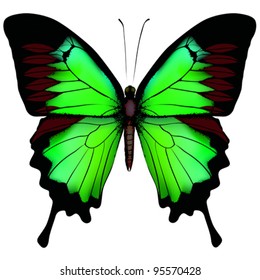 Vector illustration of beautiful green butterfly  isolated on white background