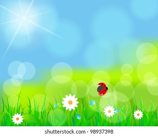 Vector illustration of beautiful green spring meadow with daisies and ladybug