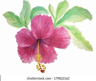 Vector illustration of beautiful hibiscus flower painted in watercolor