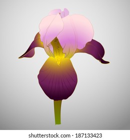 Vector illustration with beautiful iris flower on grey.