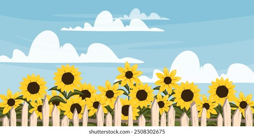 Vector illustration of a beautiful landscape with yellow sunflowers. Cartoon scene: summer landscape with sunflower field with big flowers, green leaves, light fence, blue sky with white clouds.