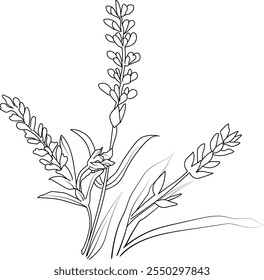 Vector illustration of a beautiful Lavender flower bouquet.
Vector sketch illustration, isolated on white.
Monochrome hand-drawn vector floral calla. sketch illustration with flowers