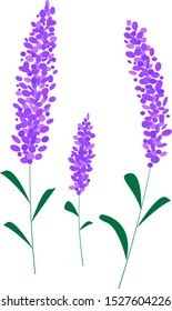 Vector illustration of beautiful lavender flowers