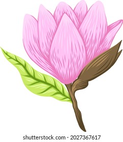 Ilustración vectorial de magnolia hermosa, flor de primavera aislada en fondo blanco