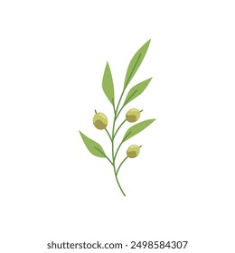 Vektorgrafik eines schönen Olivenzweiges mit Oliven und Laub auf weißem Hintergrund. Es ist ideal für Essen, Kochen oder mediterrane Küche.
