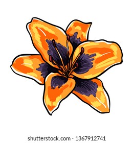Vector Illustration of beautiful orange and violet lily, grade Loreto (Lilium asiatic), drawing spring flower isolated on white background.
