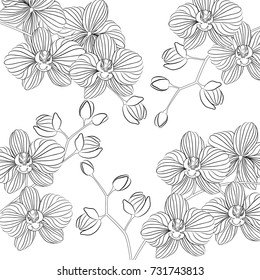 Vector illustration. Beautiful Phalaenopsis Orchid in a flower pot. Black and white pattern can be used for coloring.