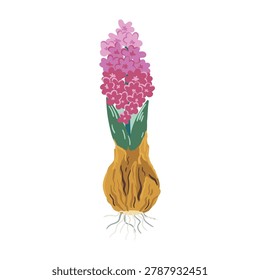 Vector illustration of a beautiful pink hyacinth flower with its bulb, green leaves, and roots. Isolated spring botanical element in flat stylized style for gardening projects, Easter decor, children book illustration, or cottagecore design