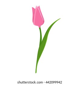 Vector illustration beautiful pink tulip. Spring flowers. Pink flower flat icon