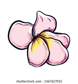 Vector Illustration of beautiful plumeria, drawing spring flower isolated on white background.