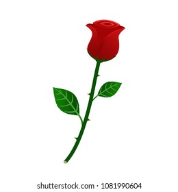 Vector illustration of beautiful red rose isolated on white background