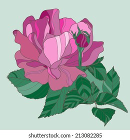 Vector illustration with beautiful rose