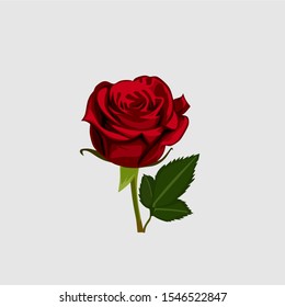 vector illustration, beautiful rose and detail cartoon, nice rose.