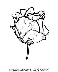Vector Illustration of beautiful rose, drawing spring flower isolated on white background.