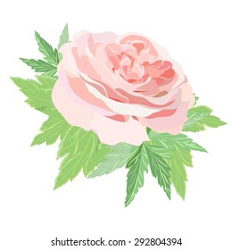 Vector illustration with beautiful rose with leaves