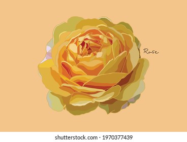 Vector Illustration of beautiful Rose, Yellow Rose