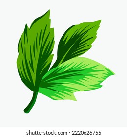 Vector illustration of a beautiful set of green leaves