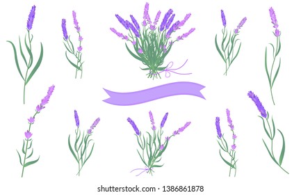 Vector illustration. Beautiful set of lavender, lavender bouquet with purple ribbons. White background. 