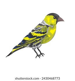 Vector illustration of beautiful siskin bird in realistic style on white background