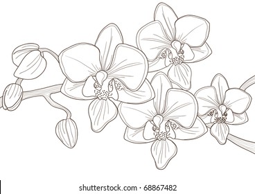 Ilustración vectorial de una hermosa rama de orquídea