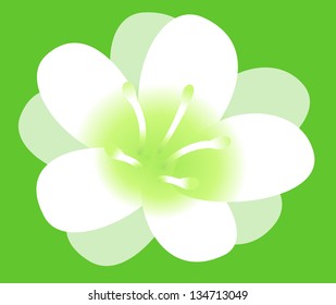 Vector illustration of a beautiful white flower