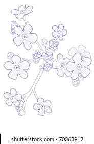 Vector illustration of beautiful wildflower - forget me nots