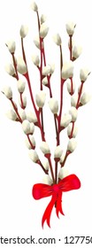 Vector illustration. Beautiful willow catkins.