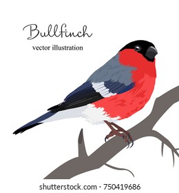 Vector illustration of beautiful winter bird. Bullfinch on a tree brunch. Hand drawn.
