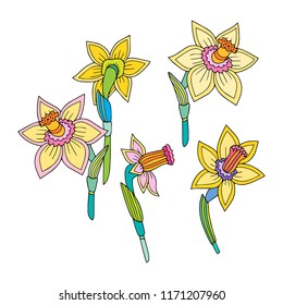 Vector illustration of the beautiful yellow daffodil. Hand drawn with outline. Collection of 5 elements.