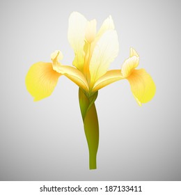 Vector illustration with beautiful yellow iris flower.