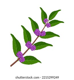 Vector illustration, beautyberry or Callicarpa macrophylla, isolated on white background.