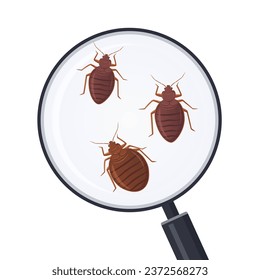 Vector illustration of bed bugs zoom