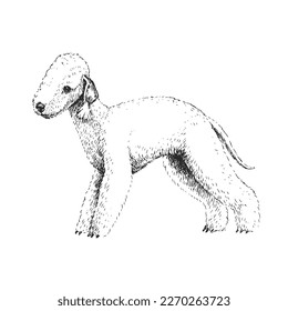 Vector illustration of a Bedlington Terrier isolated on a white background. Sketch with a cute pet in the style of engraving. A breed of dog for hunting.
