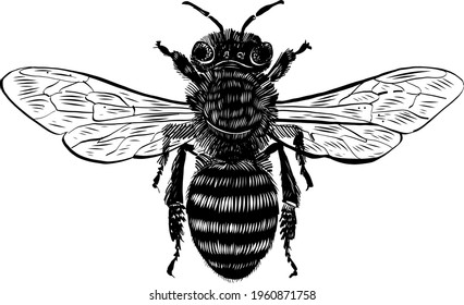 the vector illustration of the bee