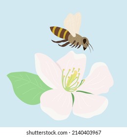 Vector illustration of bee and flower.Blooming fruit trre
