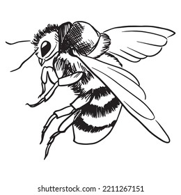 vector illustration of bee graphic design, art tattoo sketch, hand draw, print use
