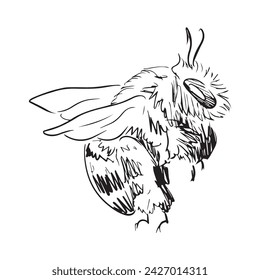 Vector illustration bee graphic design,art tattoo sketch,hand drawing,use in printing