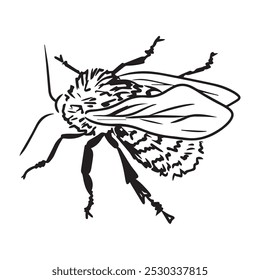 Vector illustration bee graphic design,art tattoo sketch,use in print,hand drawing