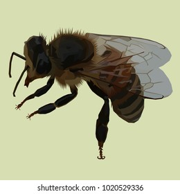 Vector illustration bee isolated low poly