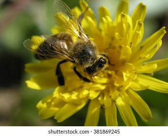 Vector Illustration of a Bee on Yellow Flower