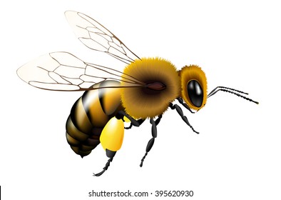 Vector illustration of bee with transparent wings for any background - isolated on white