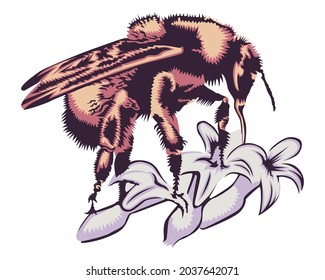 Vector illustration of bee in vintage style isolated on white background.