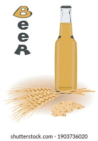 Vector illustration with a beer bottle and malt branches. Color image of an alcoholic drink made of malt and hops.