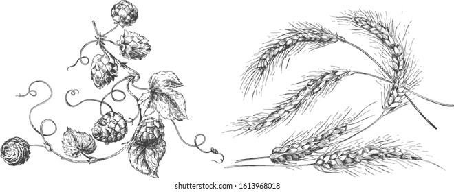 Vector illustration of beer production ingredients. Wheat and hops floral plant elements. Floral composition with cones, leaves and branches. Vintage hand drawn style.