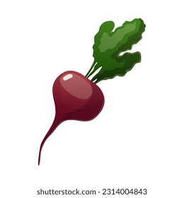 Vector illustration with beet. Healthy food. Cartoon style
