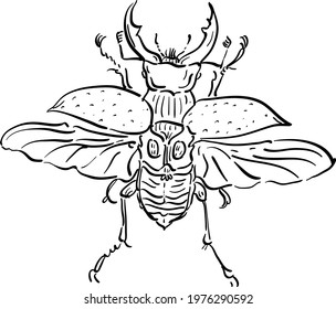 Vector illustration with beetle deer