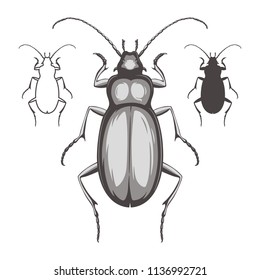 Vector illustration of a beetle isolated