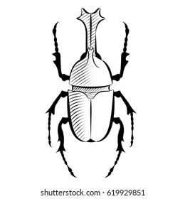 vector illustration. Beetle Rhino, etching, hatching